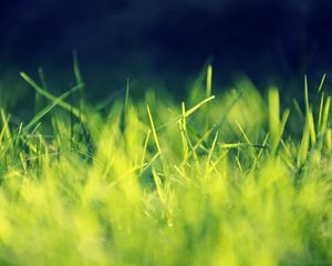 Preview wallpaper grass, green, bright, light