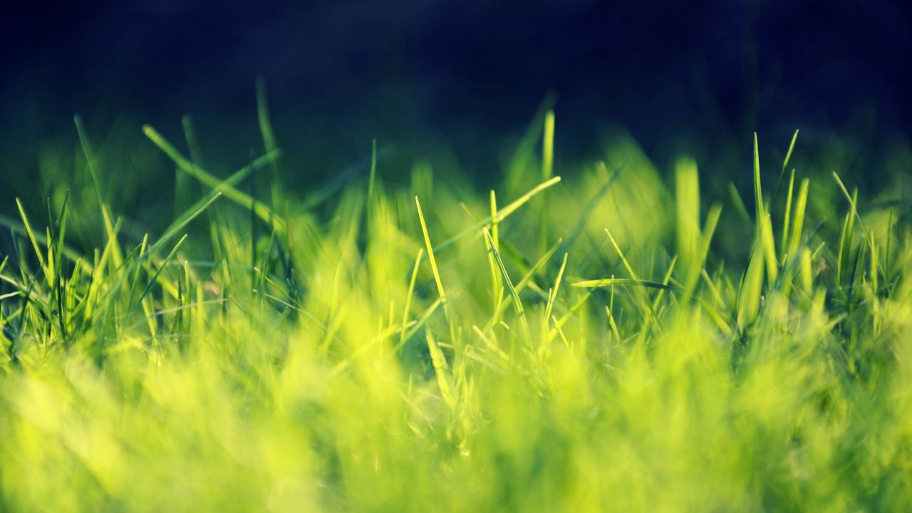 Wallpaper Grass Green Bright Light Hd Picture Image