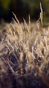 Preview wallpaper grass, green, clearing, dry