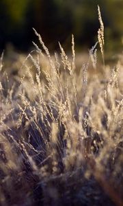 Preview wallpaper grass, green, clearing, dry