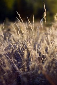 Preview wallpaper grass, green, clearing, dry