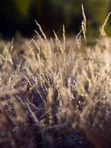 Preview wallpaper grass, green, clearing, dry