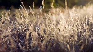 Preview wallpaper grass, green, clearing, dry