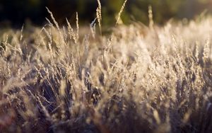 Preview wallpaper grass, green, clearing, dry