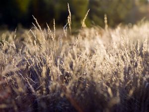 Preview wallpaper grass, green, clearing, dry