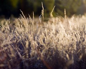 Preview wallpaper grass, green, clearing, dry