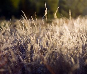 Preview wallpaper grass, green, clearing, dry