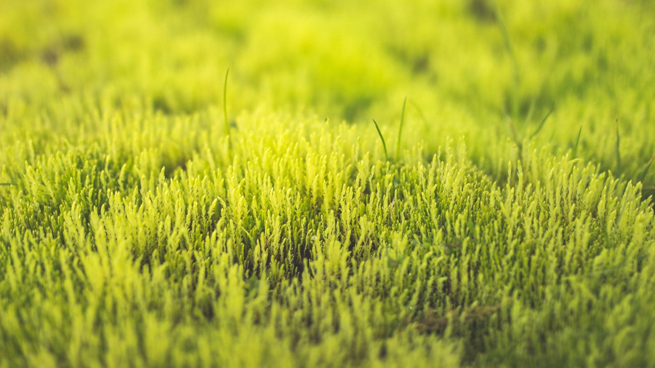 Wallpaper grass, green, close-up