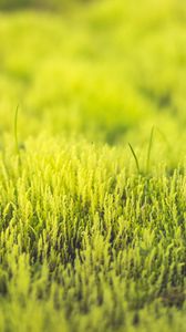 Preview wallpaper grass, green, close-up