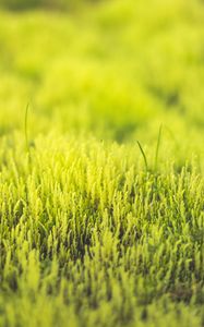 Preview wallpaper grass, green, close-up