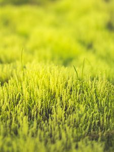 Preview wallpaper grass, green, close-up