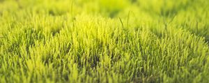 Preview wallpaper grass, green, close-up