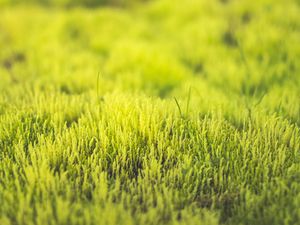 Preview wallpaper grass, green, close-up