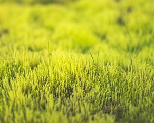 Preview wallpaper grass, green, close-up