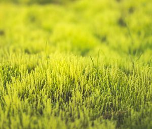 Preview wallpaper grass, green, close-up