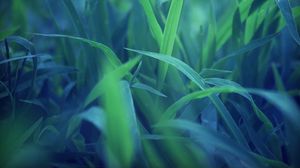 Preview wallpaper grass, green, close-up