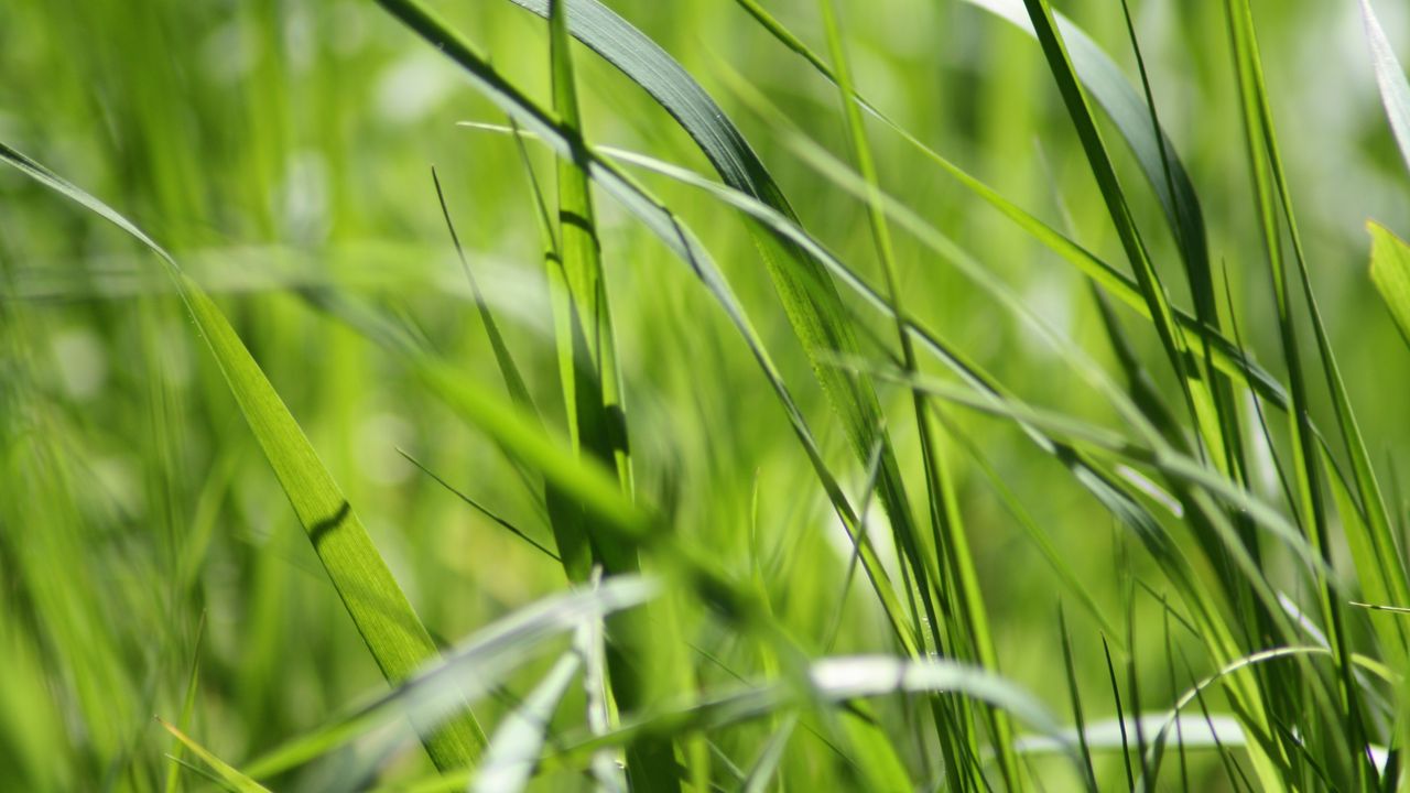 Wallpaper grass, green, close-up