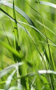 Preview wallpaper grass, green, close-up