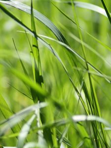 Preview wallpaper grass, green, close-up