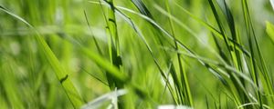 Preview wallpaper grass, green, close-up