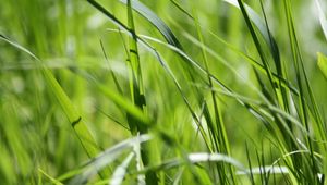 Preview wallpaper grass, green, close-up