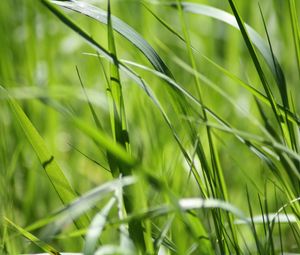 Preview wallpaper grass, green, close-up