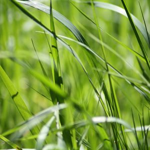 Preview wallpaper grass, green, close-up