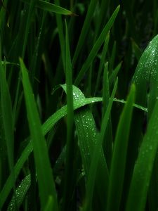 Preview wallpaper grass, green, dark, shadow