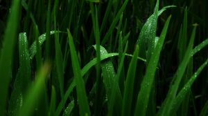 Preview wallpaper grass, green, dark, shadow