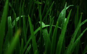 Preview wallpaper grass, green, dark, shadow