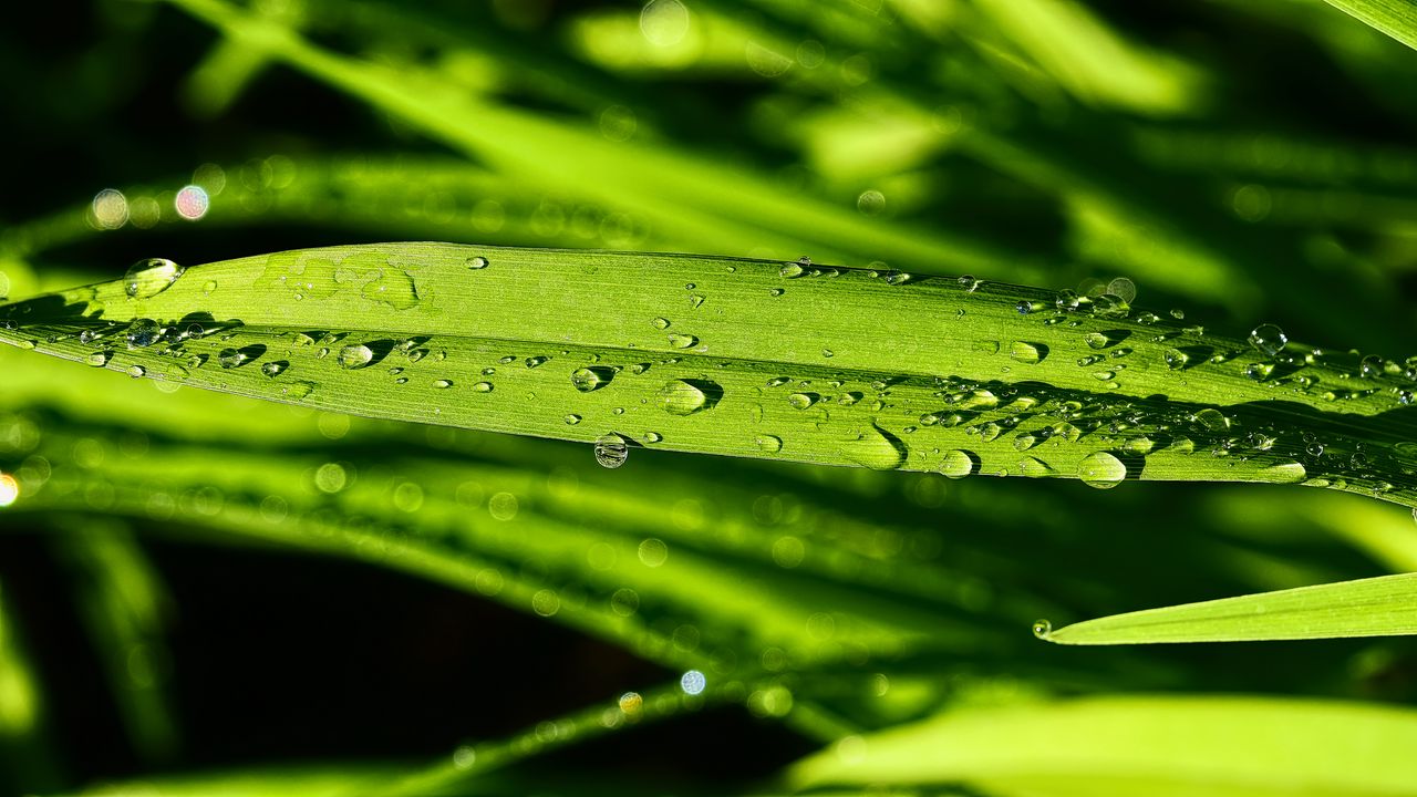 Wallpaper grass, green, drops, macro