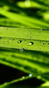 Preview wallpaper grass, green, drops, macro