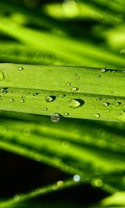 Preview wallpaper grass, green, drops, macro