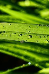 Preview wallpaper grass, green, drops, macro