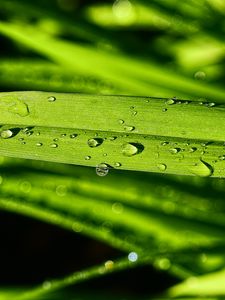 Preview wallpaper grass, green, drops, macro