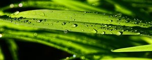 Preview wallpaper grass, green, drops, macro