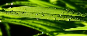 Preview wallpaper grass, green, drops, macro