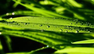 Preview wallpaper grass, green, drops, macro