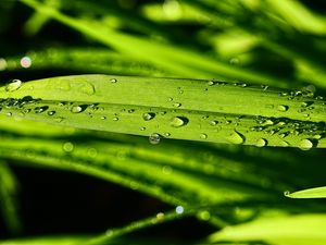 Preview wallpaper grass, green, drops, macro