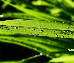 Preview wallpaper grass, green, drops, macro