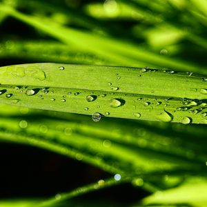 Preview wallpaper grass, green, drops, macro