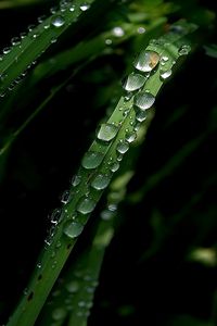 Preview wallpaper grass, green, drops, dark