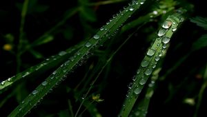 Preview wallpaper grass, green, drops, dark