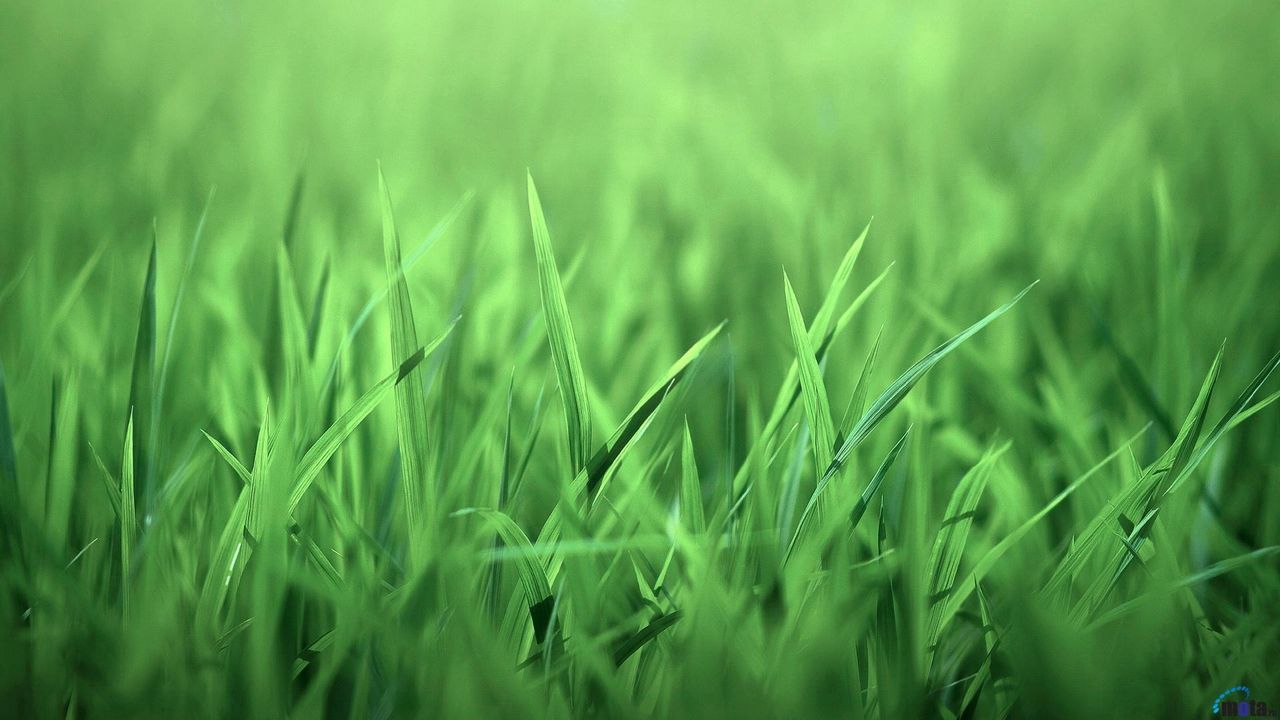Wallpaper grass, green, light, bright