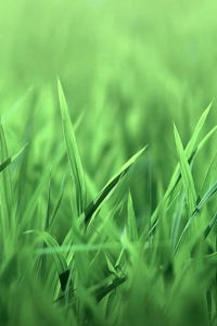 Preview wallpaper grass, green, light, bright