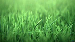 Preview wallpaper grass, green, light, bright