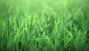 Preview wallpaper grass, green, light, bright