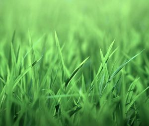 Preview wallpaper grass, green, light, bright