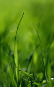 Preview wallpaper grass, green, light