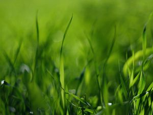 Preview wallpaper grass, green, light